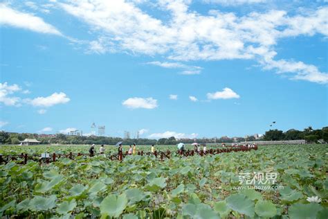 橋頭公園裡的花開得真好嗎