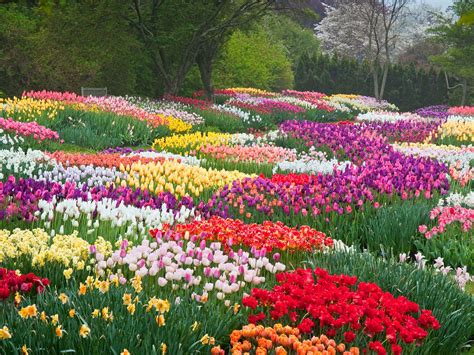 玉合公園裡的花開得如何